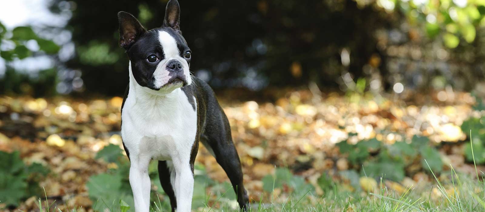 boston terrier puppies for sale near me