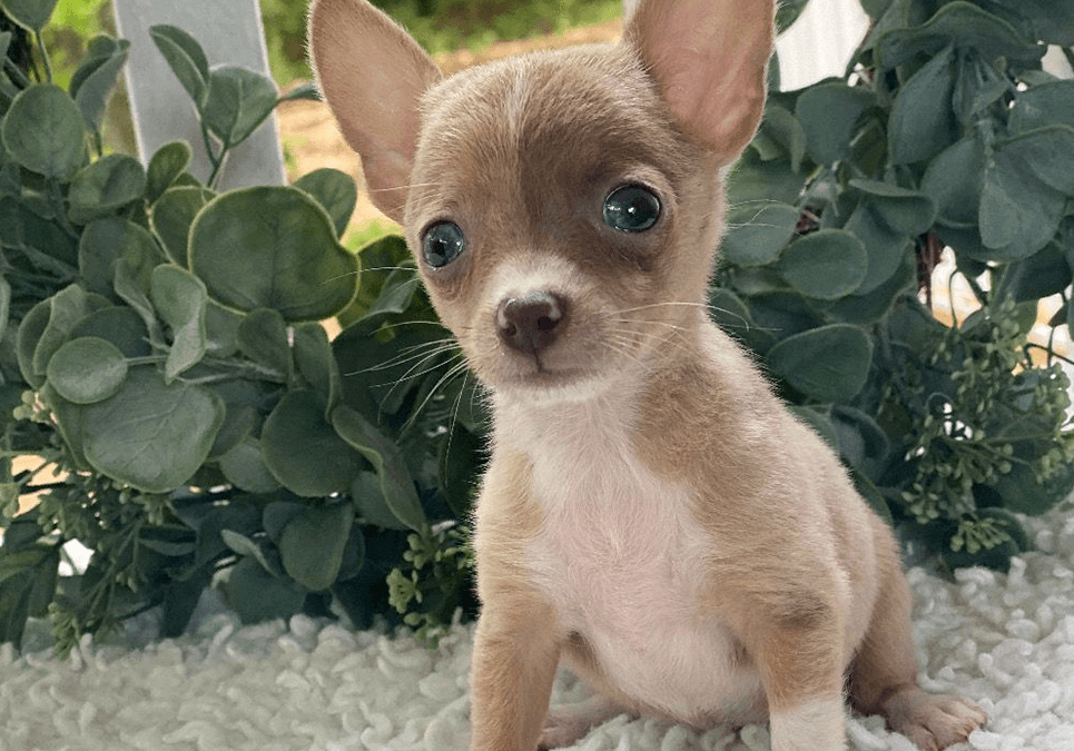 chiwawa puppies for sale