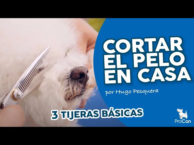 perro y tijeras