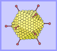 adenovirus gif