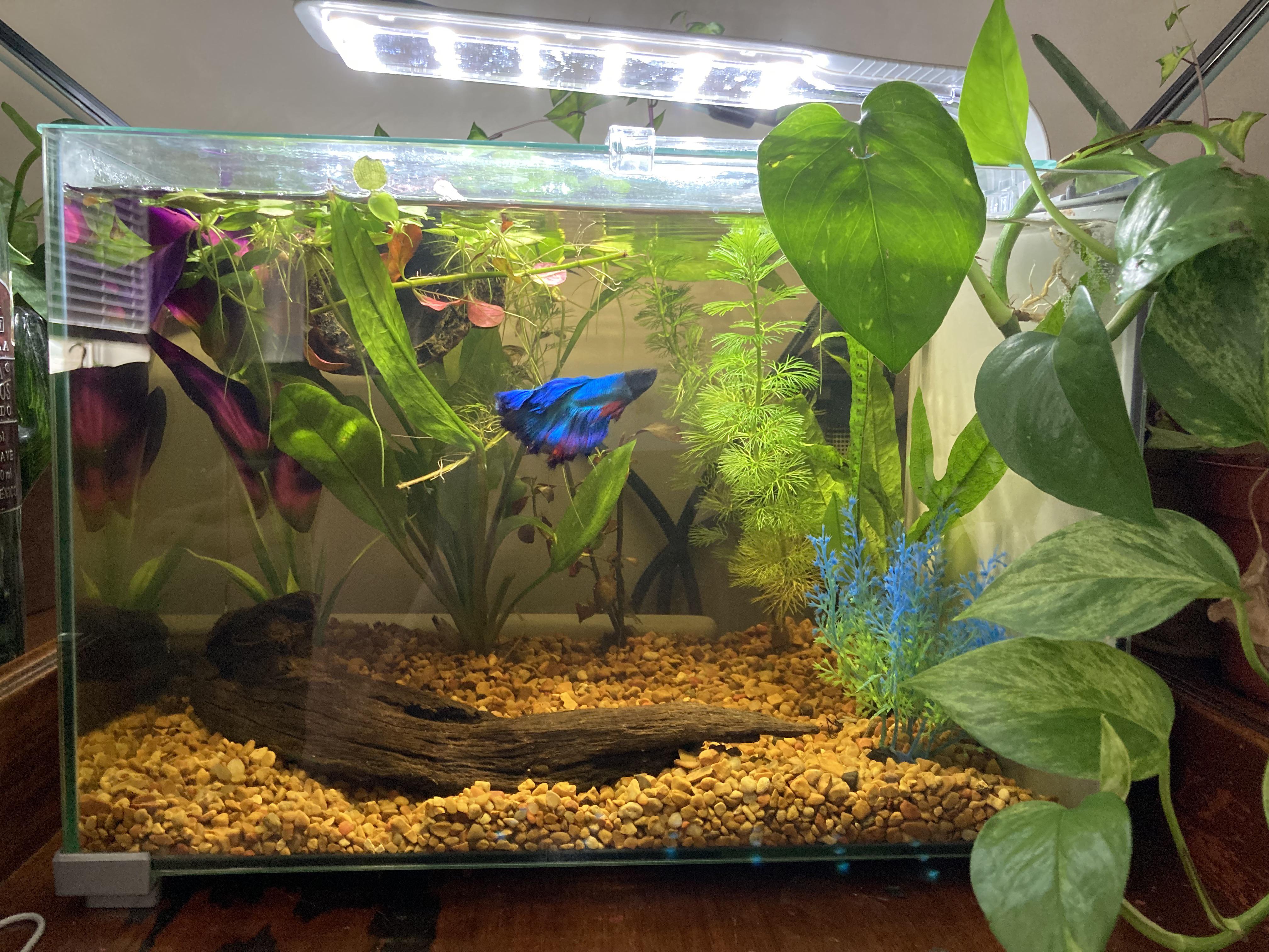 betta tank mates 5 gallon