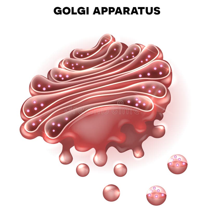 golgi apparatus clipart