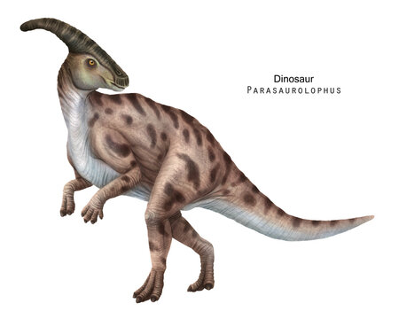 parasaur