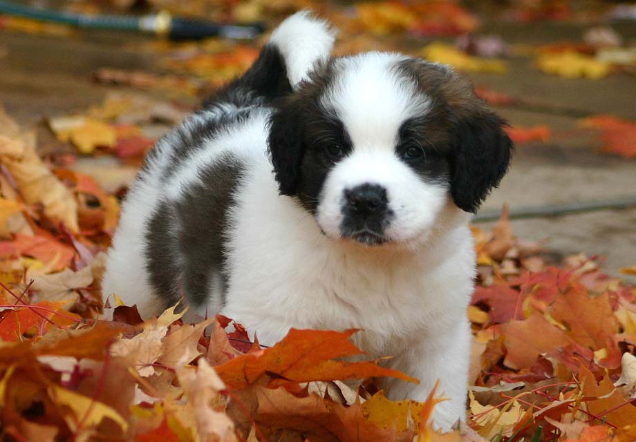 st bernard puppies colorado