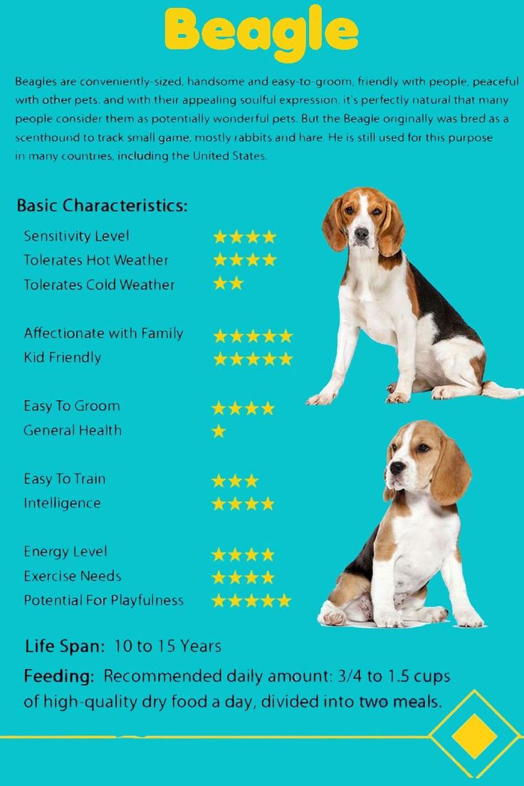 beagle dog characteristics