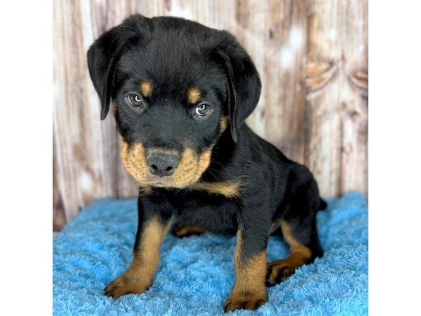 rottweiler puppies for adoption in ohio