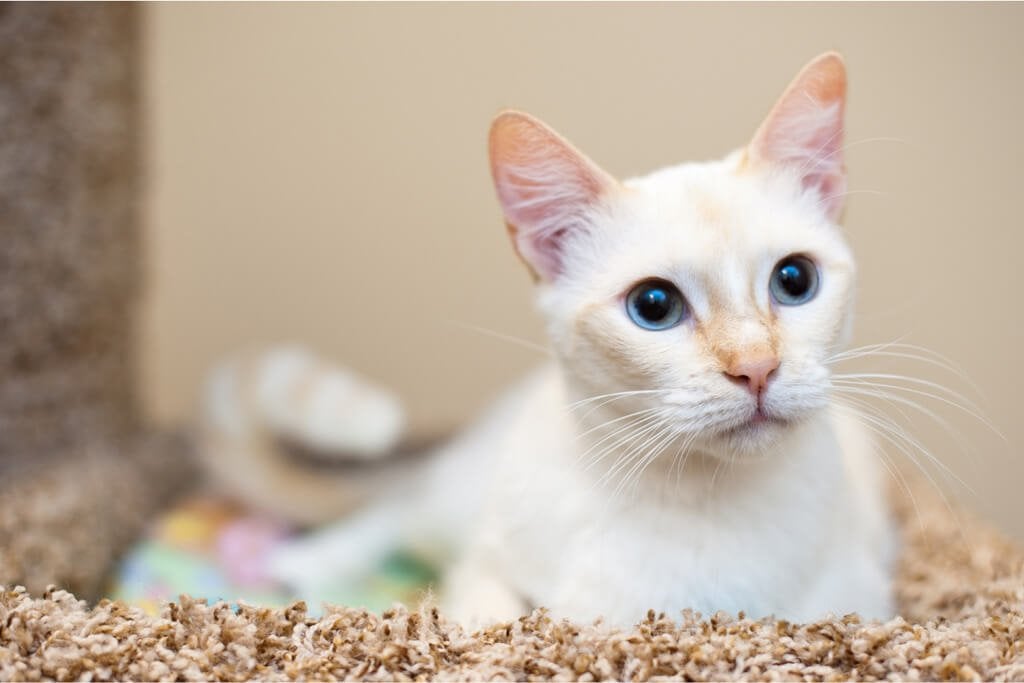flame point siamese cat price