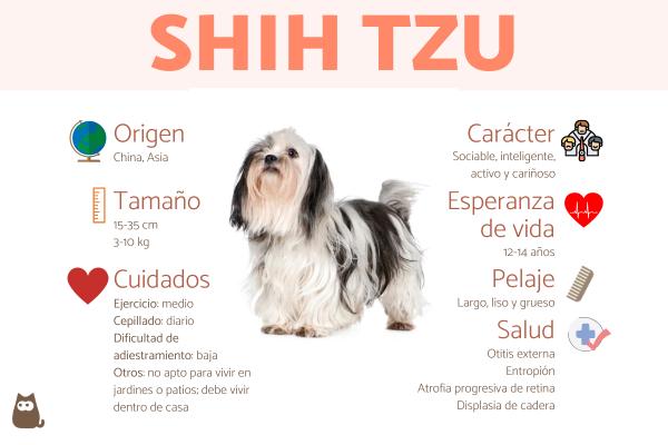 perro de raza shih tzu precio