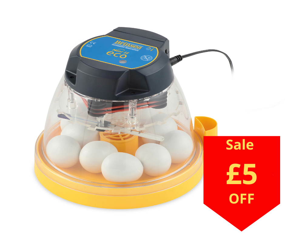 small egg incubator