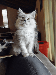 maine coon kittens for sale melbourne price