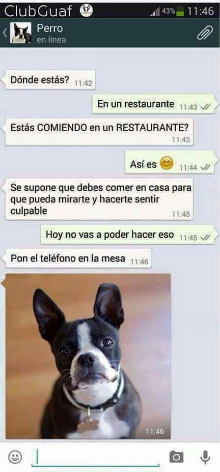 memes de perros para whatsapp