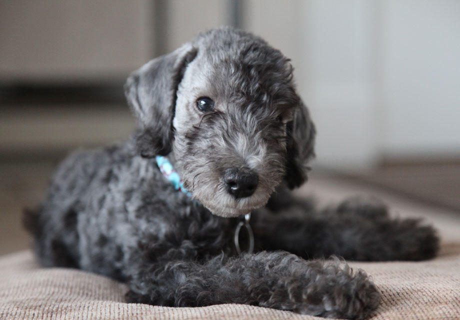 bedlington terrier puppies for sale