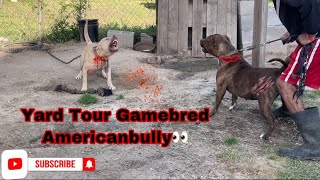 game bred pitbull kennels in mississippi