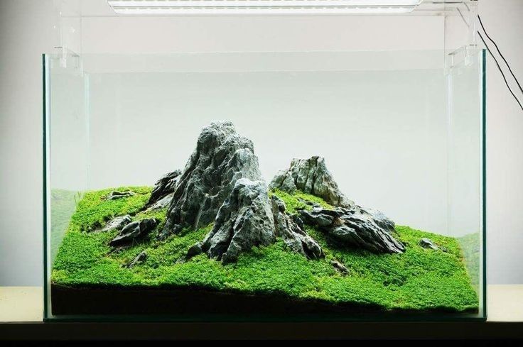 iwagumi aquascape