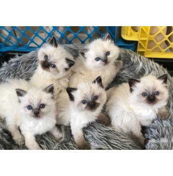 kittens for sale canberra