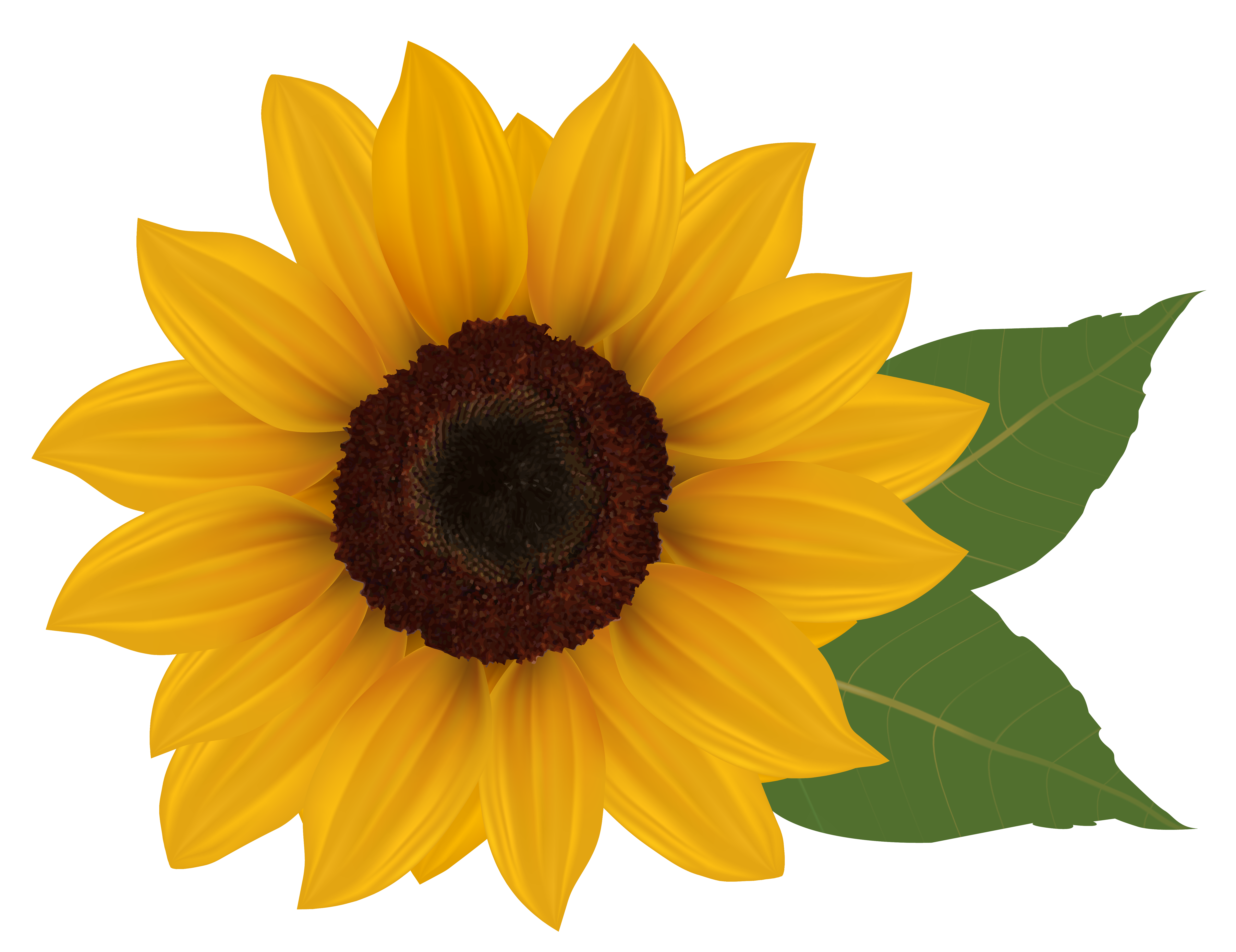 sunflower clipart