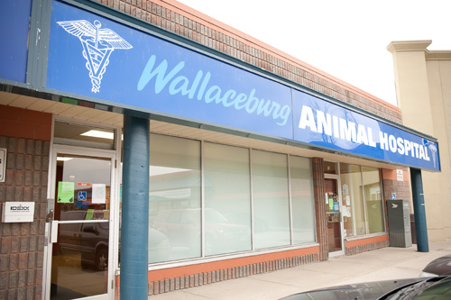 veterinary wallaceburg