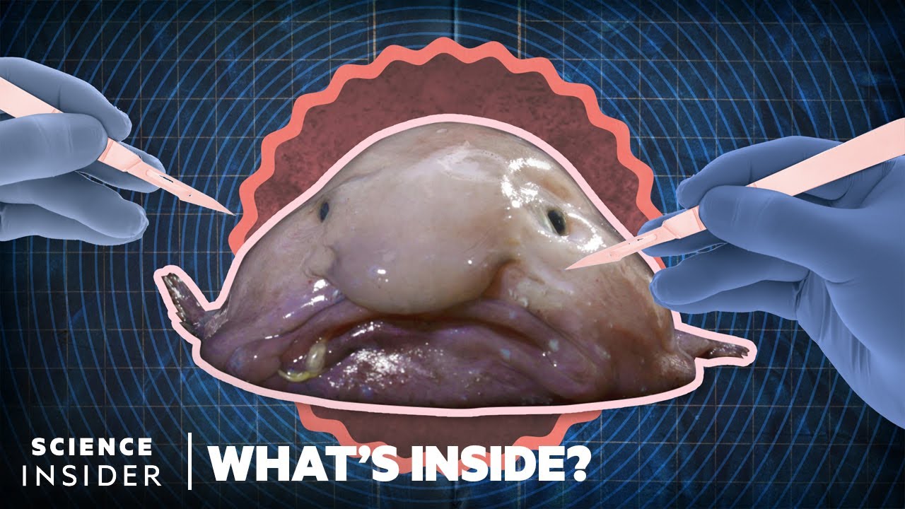 blobfish in water