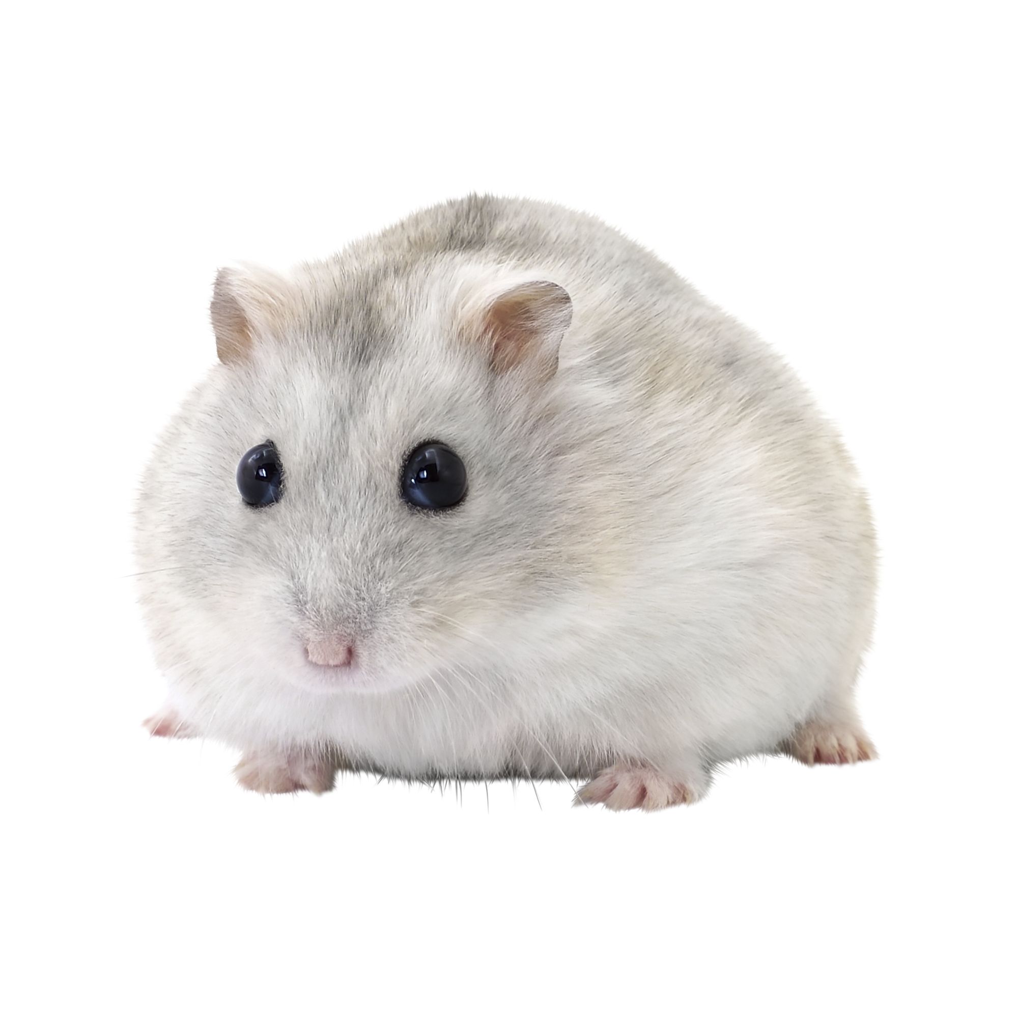 hamster petsmart