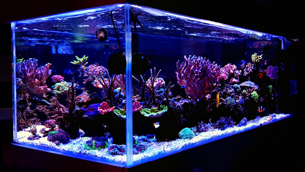 acrilic fish tank