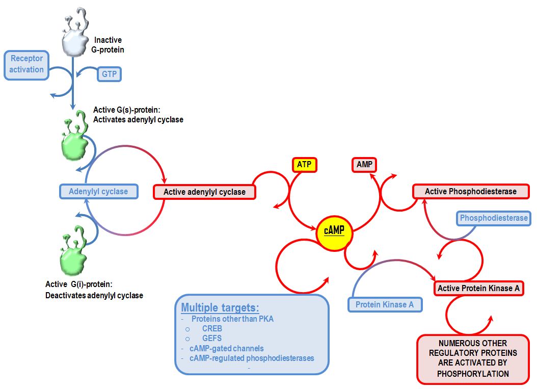 what is cyclic amp