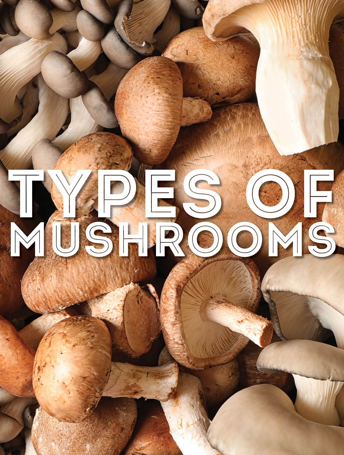 type of mushroom 3 letters