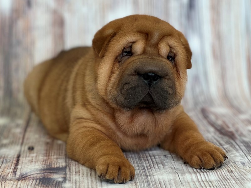 mini shar pei