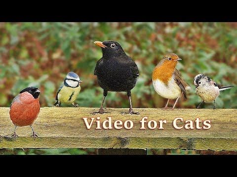 bird videos for cats