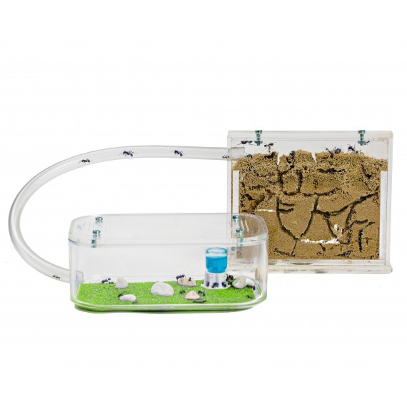 ant colony kit