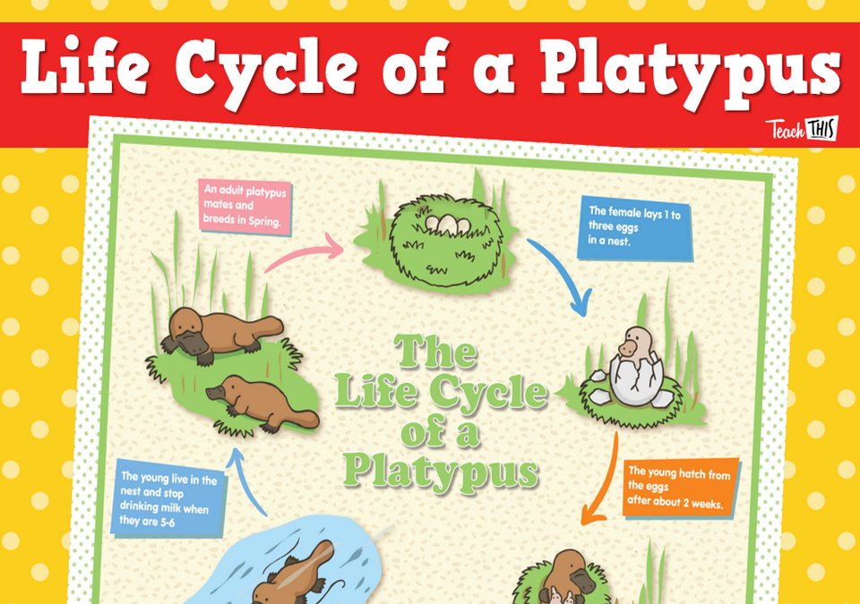 life cycle of the platypus