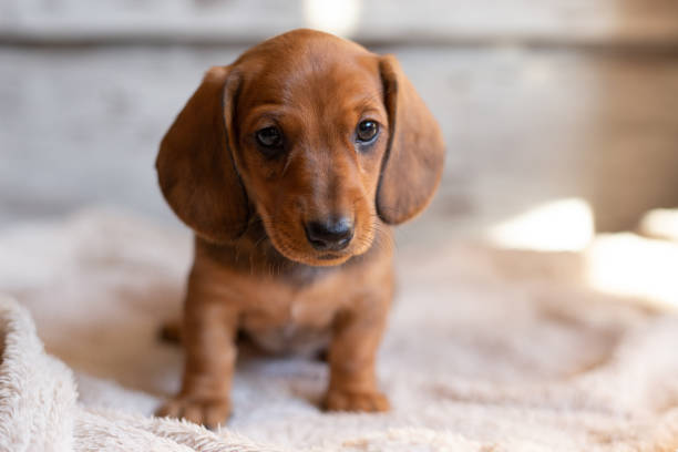 pictures of a dachshund puppy