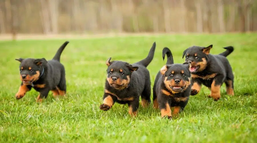 how much is rottweiler dog