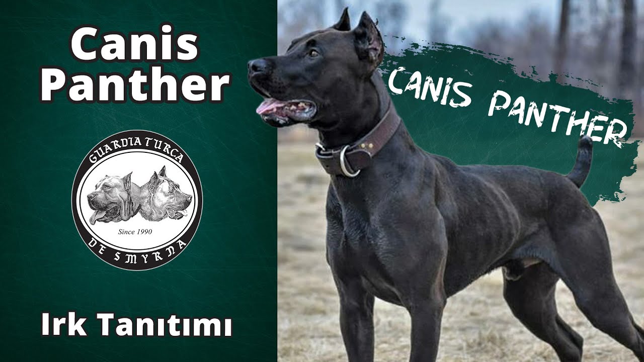 canis panther