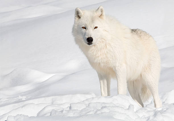 arctic wolf pictures