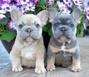 french bulldogs for sale