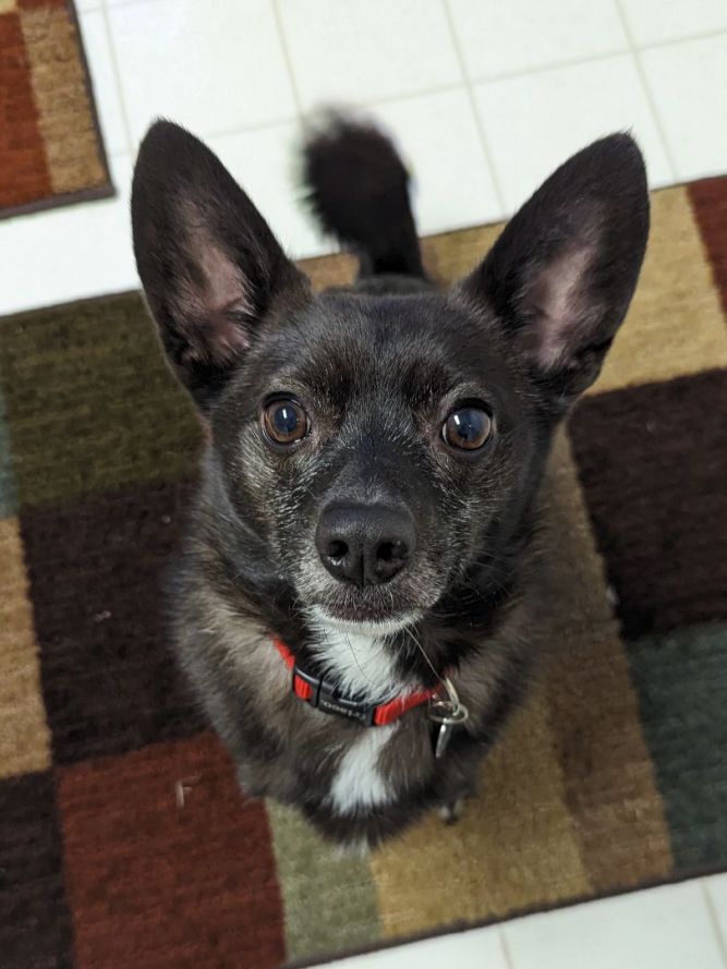 schipperke terrier mix