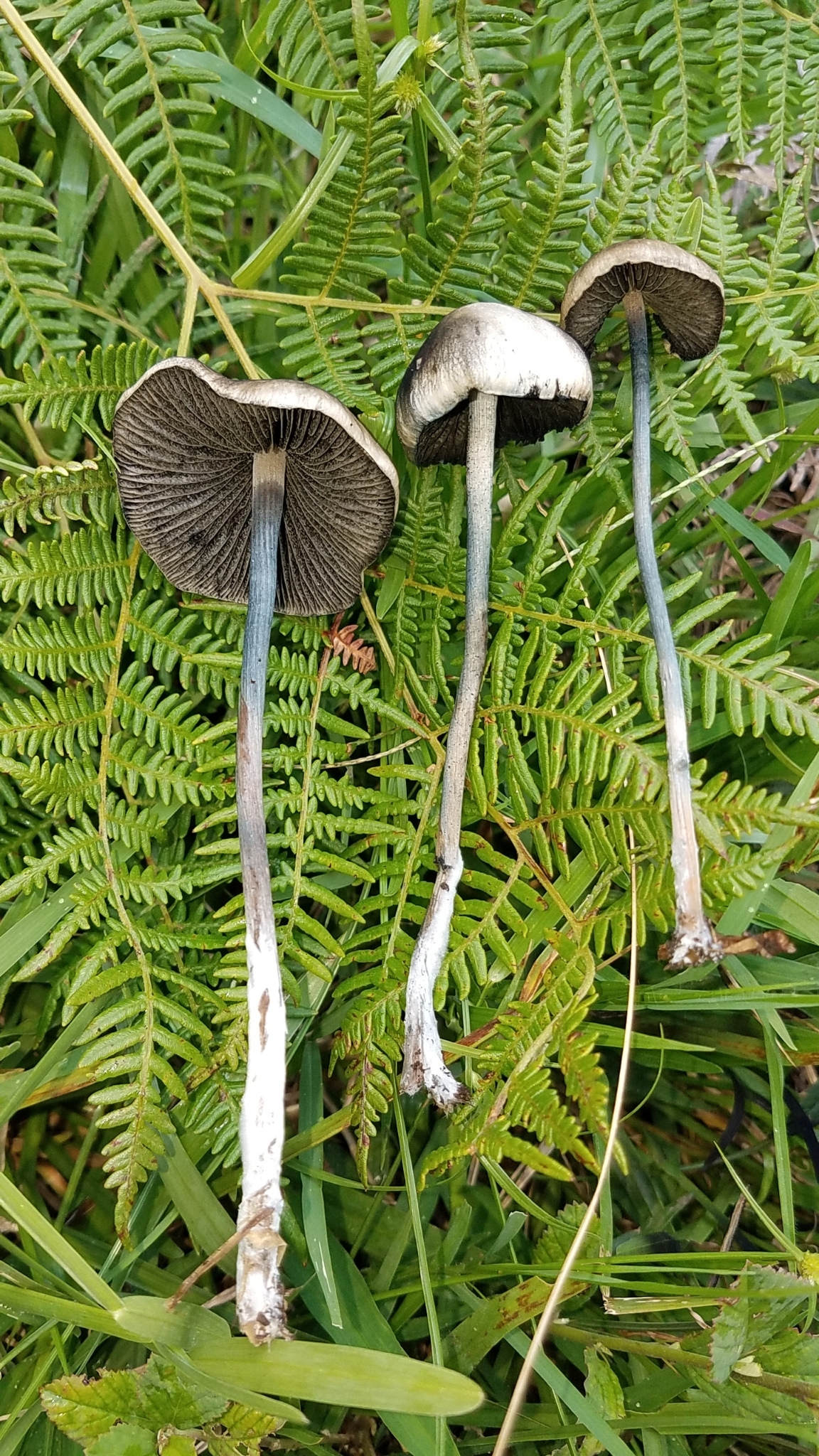 magic mushrooms blue meanies