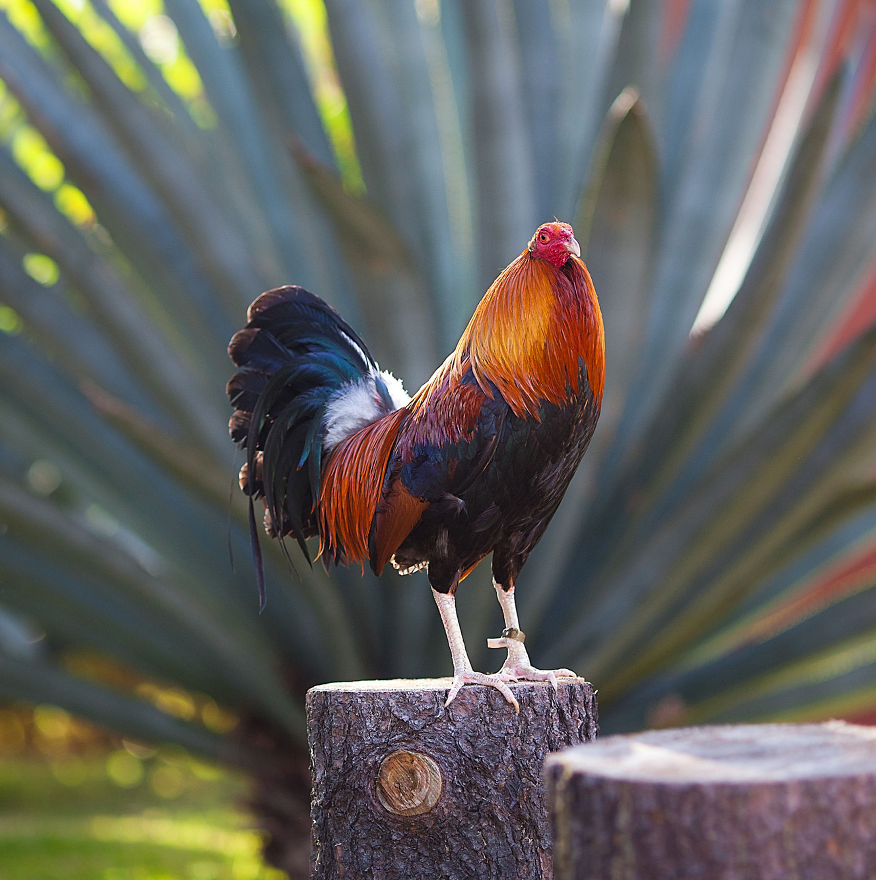 precio de gallos de pelea