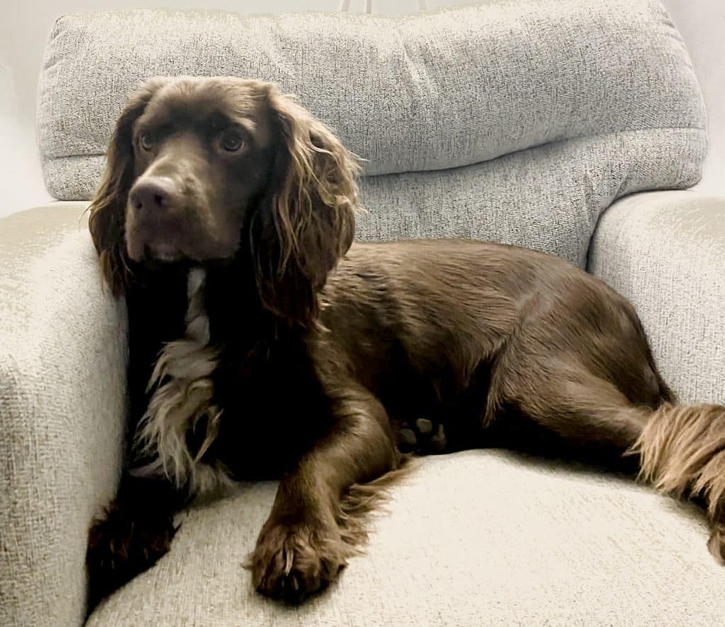 sproker spaniel puppies