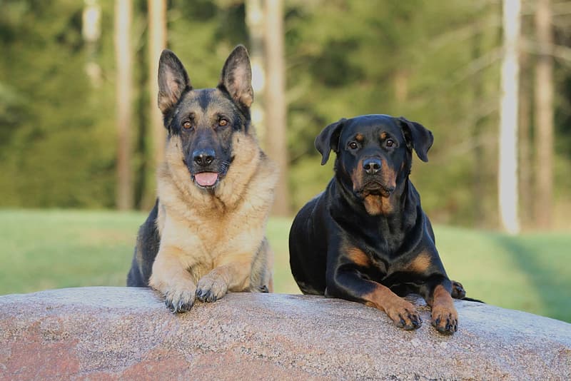 shepherd rottie cross