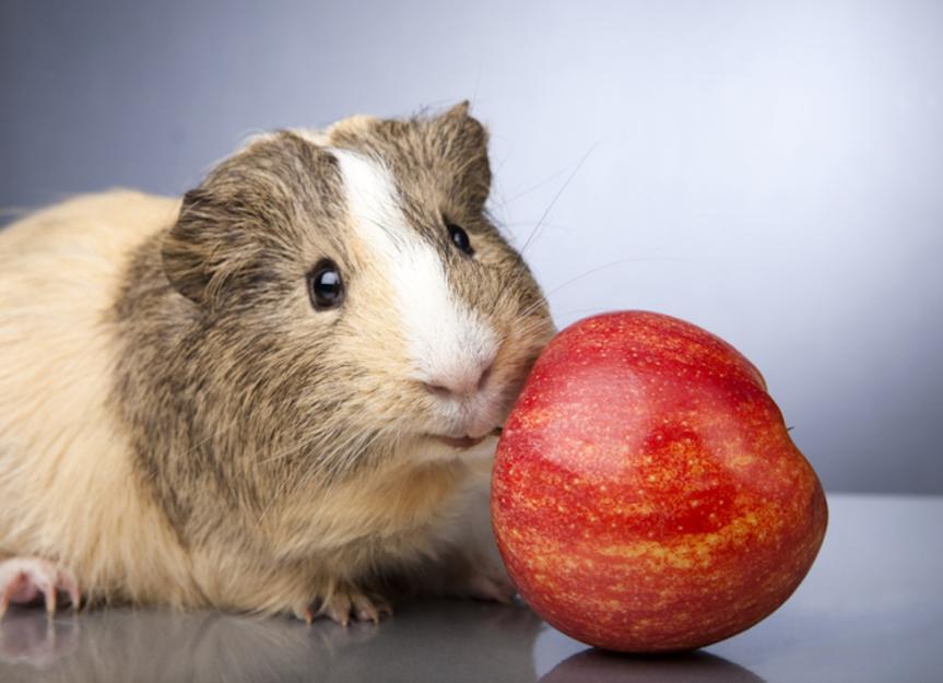 guinea pigs and apples