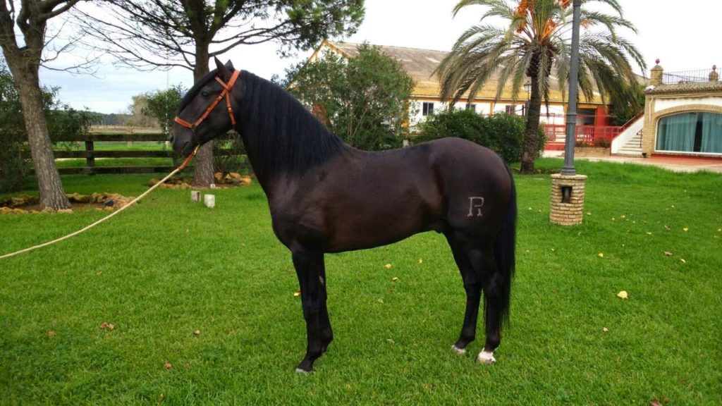 caballo negro en venta
