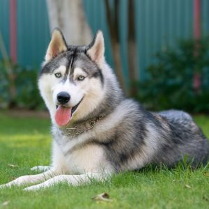 husky for sale