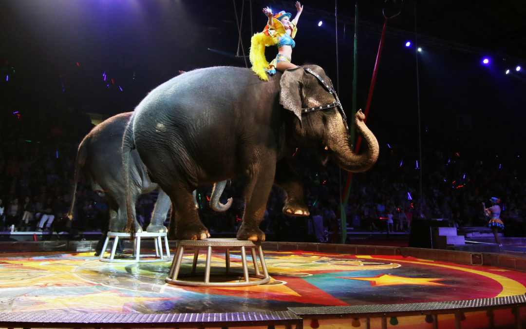 sioux falls shrine circus