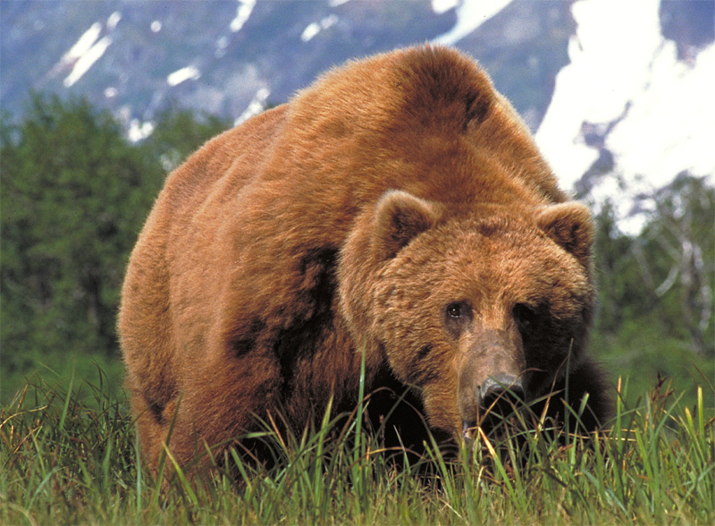 largest kodiak bear ever recorded