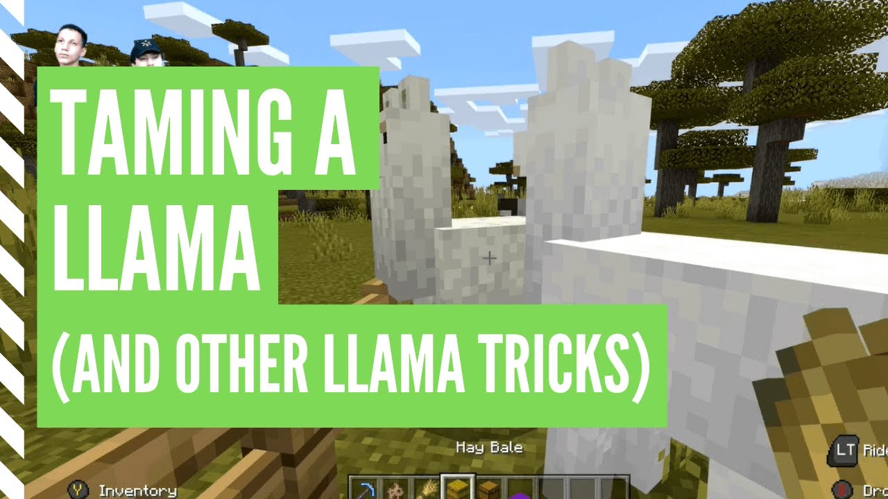 minecraft tame a llama