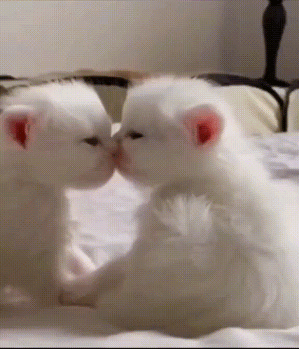 cats kissing meme