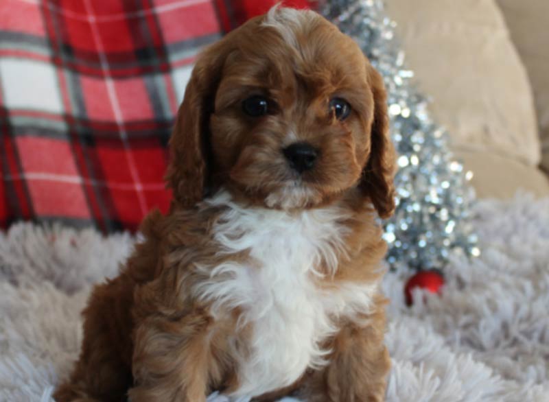 cavapoo for sale phoenix