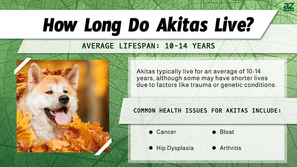 american akita life expectancy