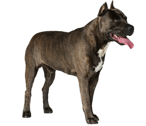 american staffordshire terrier brindle price